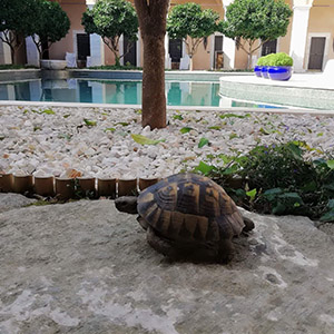 Imaret - Thodora "The Turtle"